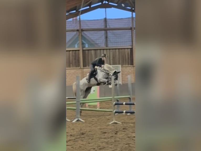 Rhinelander Gelding 12 years 16.2 hh Grey-Dapple in Wassenberg