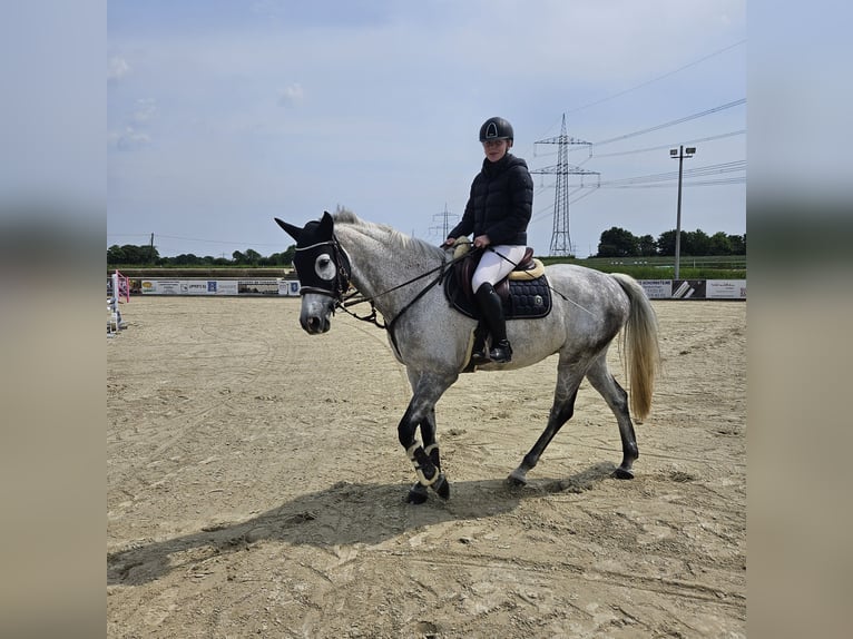 Rhinelander Gelding 12 years 16.2 hh Grey-Fleabitten in Heinsberg
