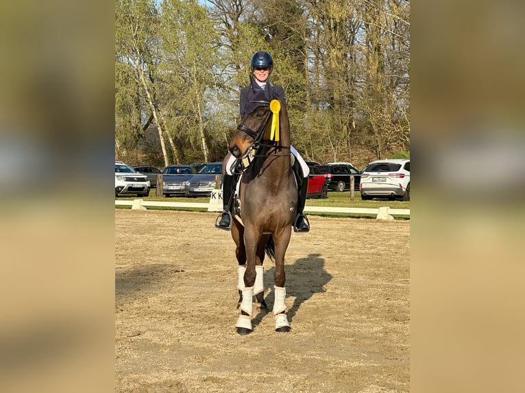 Rhinelander Gelding 12 years 16.3 hh Bay-Dark in Viersen