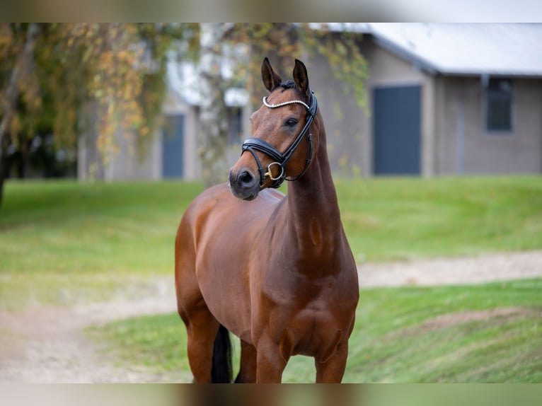 Rhinelander Gelding 12 years 16,1 hh Brown in Egtved