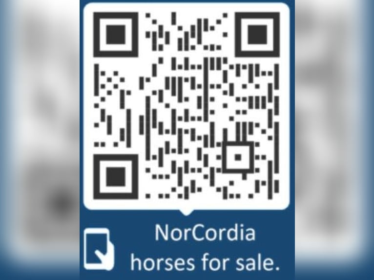 Rhinelander Gelding 12 years 16,1 hh Brown in Egtved