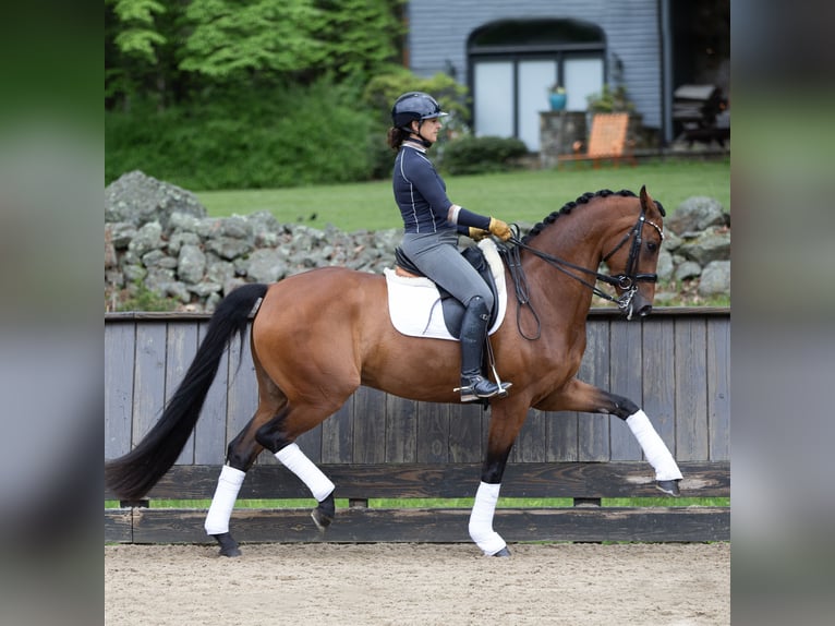 Rhinelander Gelding 12 years 16,1 hh Brown in Egtved