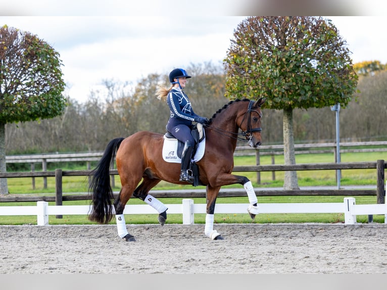 Rhinelander Gelding 12 years 16,1 hh Brown in Egtved