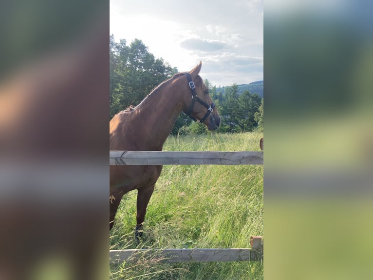 Rhinelander Gelding 12 years 16,1 hh Chestnut in Schmallenberg
