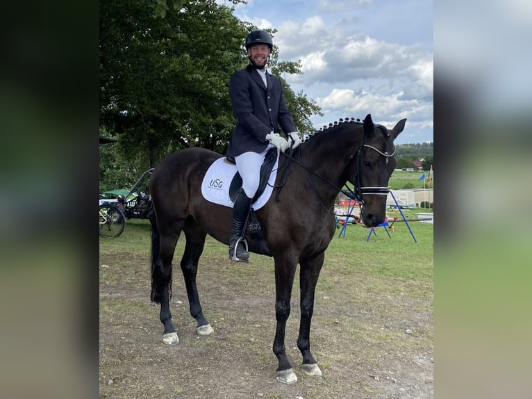 Rhinelander Gelding 12 years 16,2 hh Bay-Dark in Herbstein