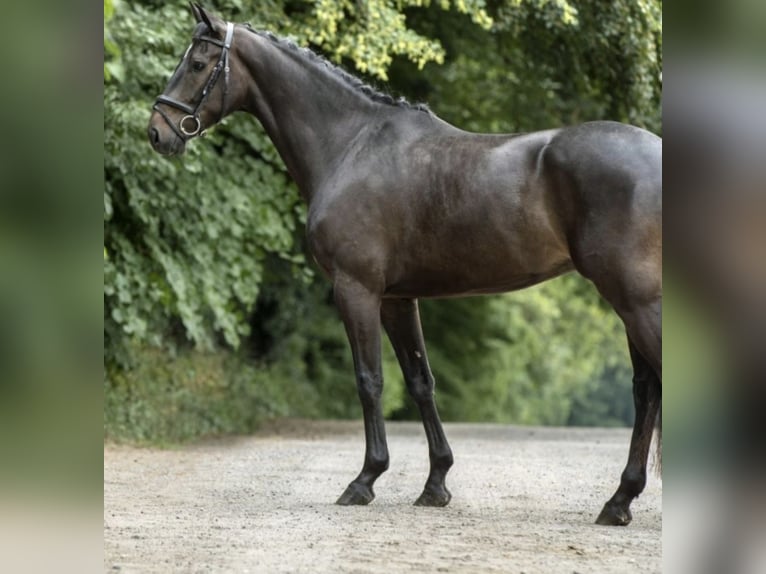 Rhinelander Gelding 12 years 16,2 hh Bay-Dark in Herbstein