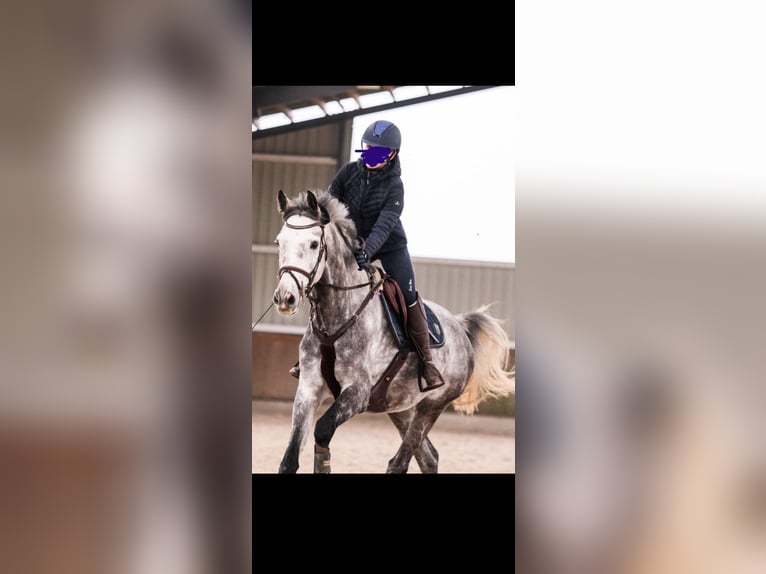 Rhinelander Gelding 12 years 16,2 hh Grey-Dapple in Wassenberg
