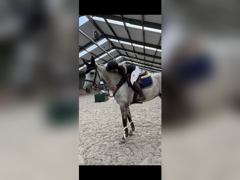 Rhinelander Gelding 12 years 16,2 hh Grey-Dapple in Wassenberg