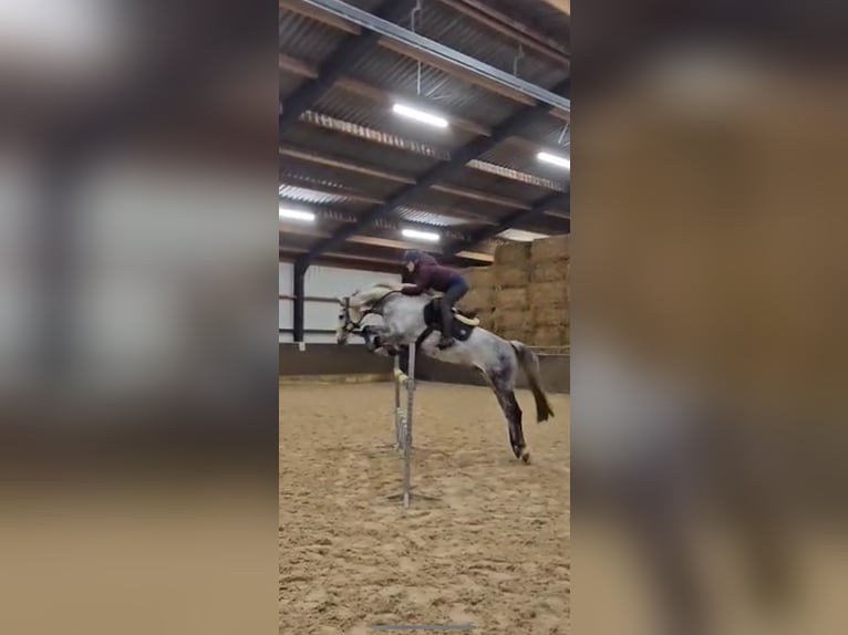 Rhinelander Gelding 12 years 16,2 hh Grey-Dapple in Wassenberg