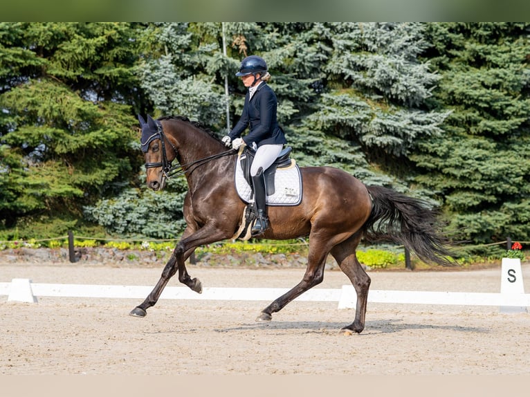 Rhinelander Gelding 12 years 16,3 hh Bay-Dark in Viersen