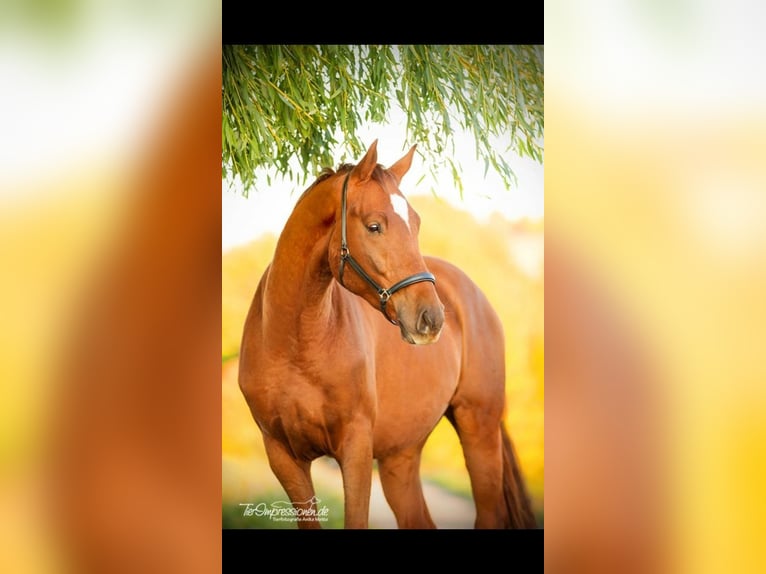 Rhinelander Gelding 12 years 16,3 hh Chestnut-Red in Bielefeld