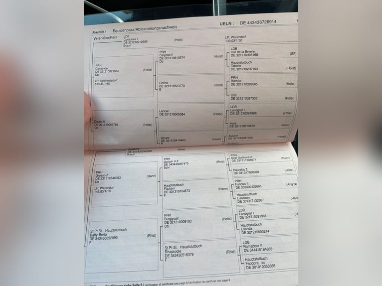 Rhinelander Gelding 12 years 17.3 hh Brown in Kaarst