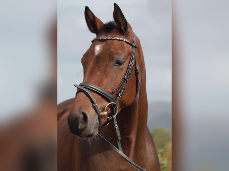 Rhinelander Gelding 12 years 17 hh Bay-Dark in Wachtberg