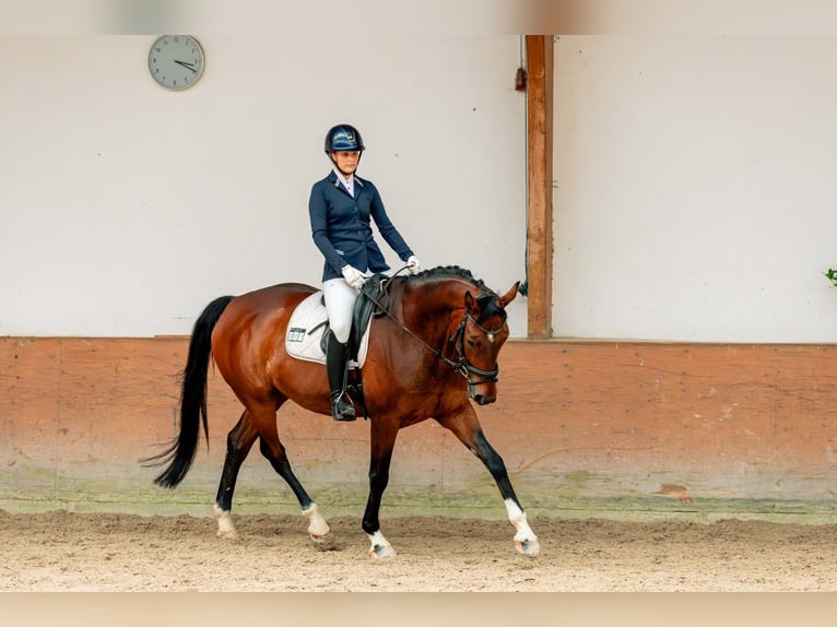 Rhinelander Gelding 12 years 17 hh Bay-Dark in Wachtberg