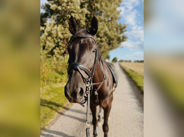 Rhinelander Gelding 12 years 17 hh Black in Erkelenz