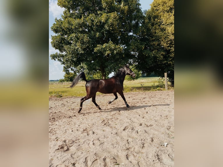 Rhinelander Gelding 12 years 17 hh Black in Erkelenz
