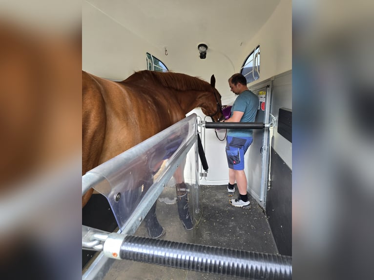 Rhinelander Gelding 12 years 17 hh Chestnut-Red in Arnstorf