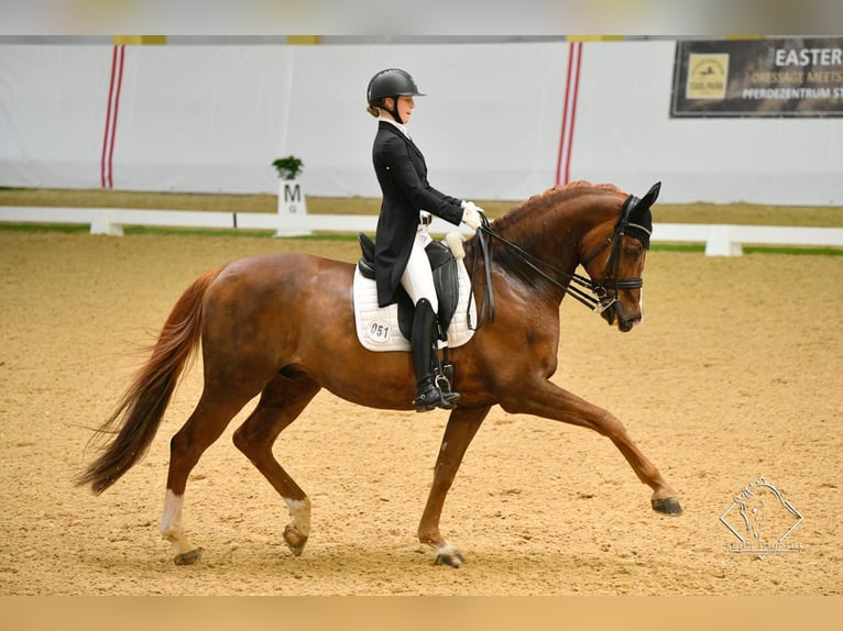 Rhinelander Gelding 12 years 17 hh Chestnut-Red in München