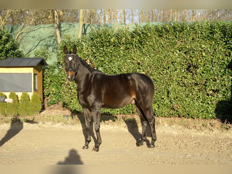 Rhinelander Gelding 12 years 17 hh Smoky-Black in Krefeld