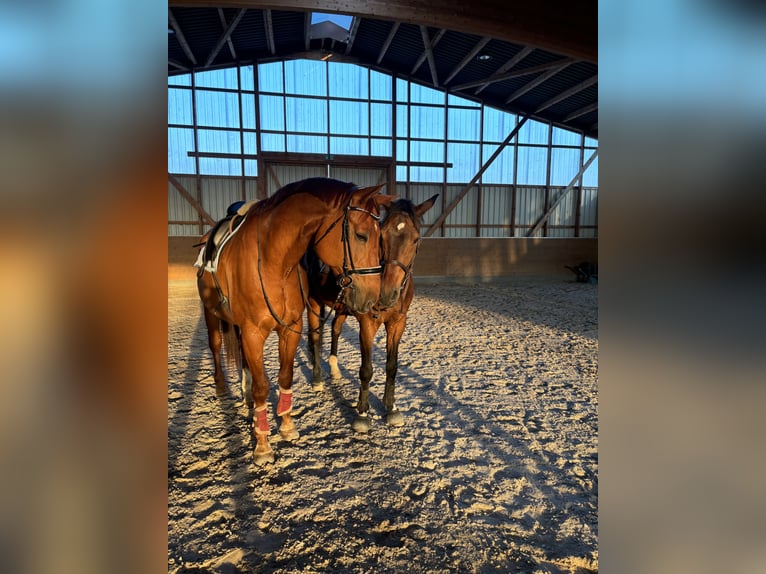 Rhinelander Gelding 12 years 18 hh Chestnut-Red in Stolberg (Rheinland)