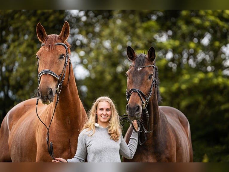 Rhinelander Gelding 12 years 18 hh Chestnut-Red in Stolberg (Rheinland)