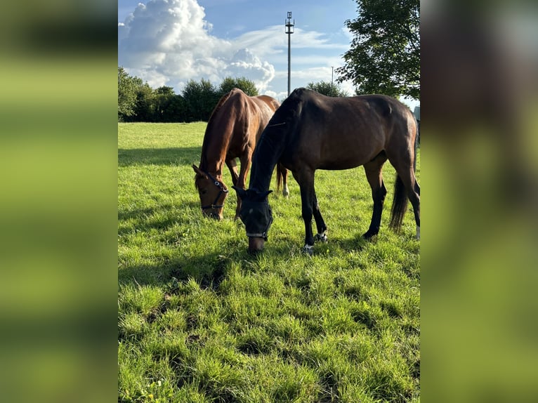 Rhinelander Gelding 12 years 18 hh Chestnut-Red in Stolberg (Rheinland)