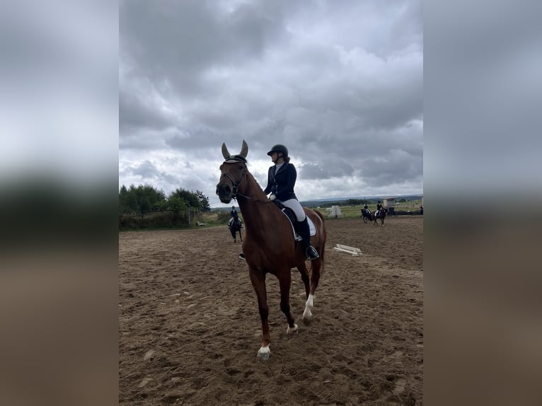 Rhinelander Gelding 12 years 18 hh Chestnut-Red in Stolberg (Rheinland)