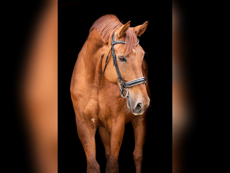 Rhinelander Gelding 12 years 18 hh Chestnut-Red in Stolberg (Rheinland)