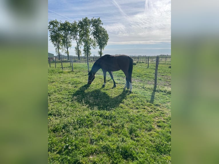 Rhinelander Gelding 13 years 16.2 hh Brown in Übach-Palenberg