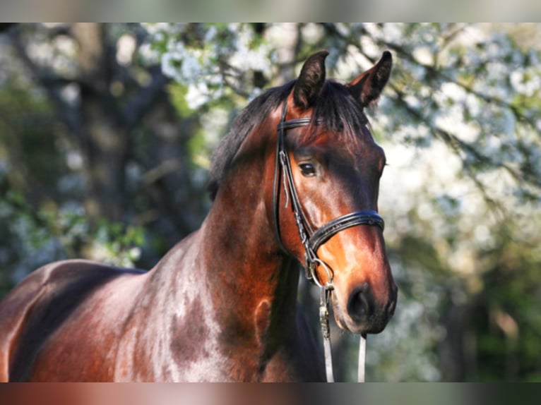 Rhinelander Gelding 13 years 16,3 hh Brown in Liebstadt