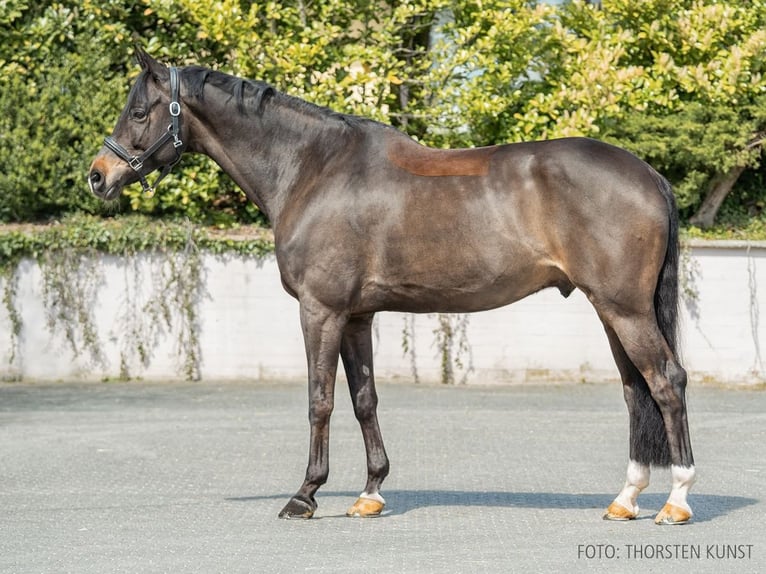 Rhinelander Gelding 13 years 16.3 hh Smoky-Black in Verden (Aller)verden