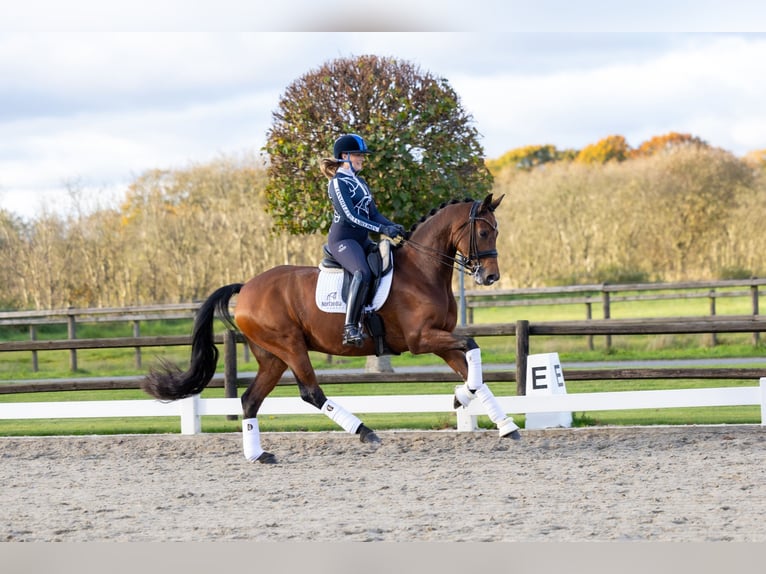 Rhinelander Gelding 13 years 16,1 hh Brown in Egtved