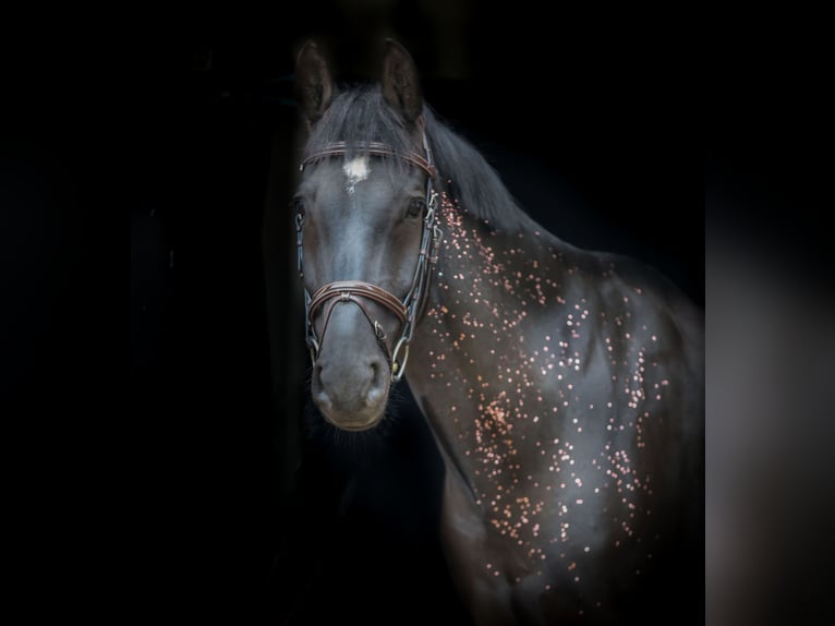 Rhinelander Gelding 13 years 16,1 hh Smoky-Black in Kerpen