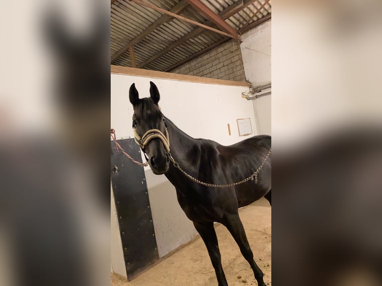 Rhinelander Gelding 13 years 16,1 hh Smoky-Black in Kerpen