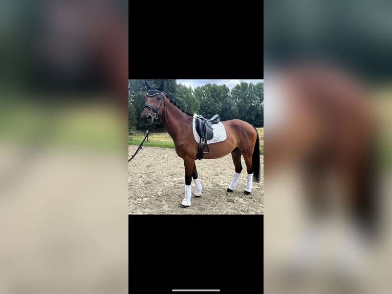 Rhinelander Gelding 13 years 16,3 hh Bay-Dark in Moers