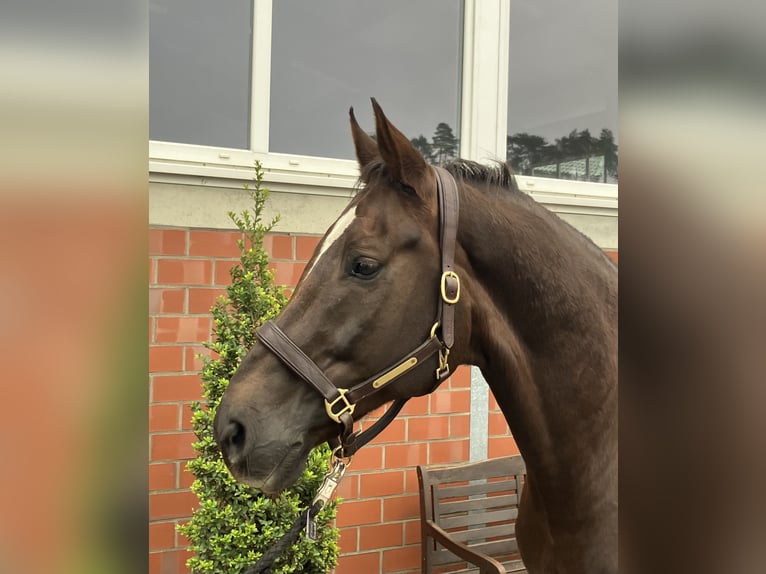 Rhinelander Gelding 13 years 16,3 hh Chestnut-Red in Bielefeld