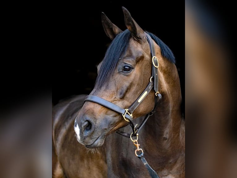 Rhinelander Gelding 13 years 16,3 hh Smoky-Black in Verden (Aller)verden