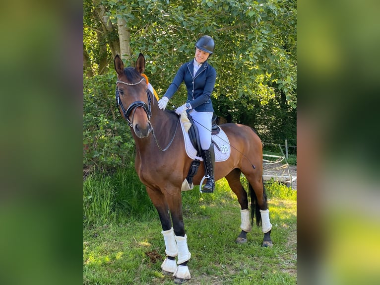 Rhinelander Gelding 13 years 17,1 hh Brown in Geisenheim