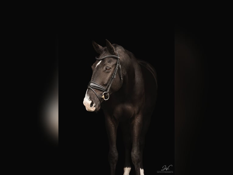 Rhinelander Gelding 13 years 17.3 hh Smoky-Black in Issum