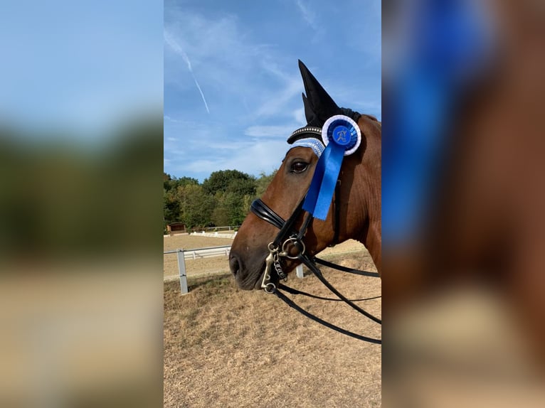 Rhinelander Gelding 13 years 17 hh Chestnut-Red in Neuwied