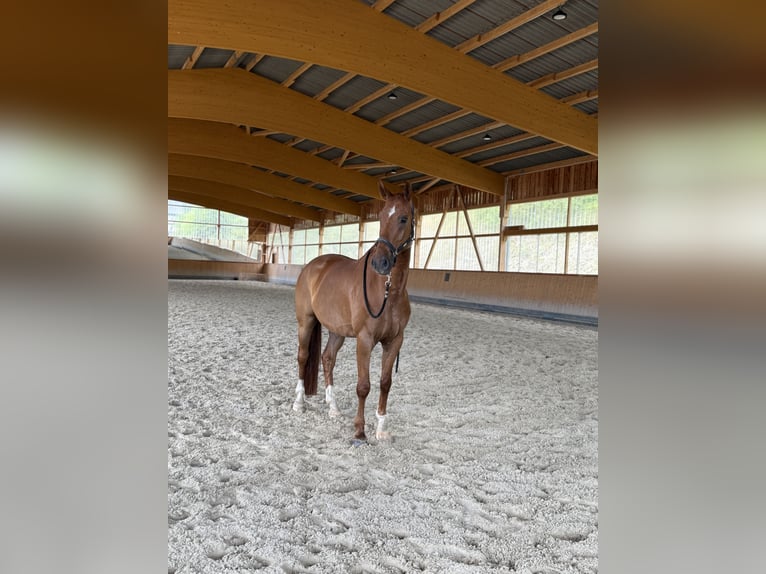 Rhinelander Gelding 13 years 17 hh Chestnut-Red in Neuwied