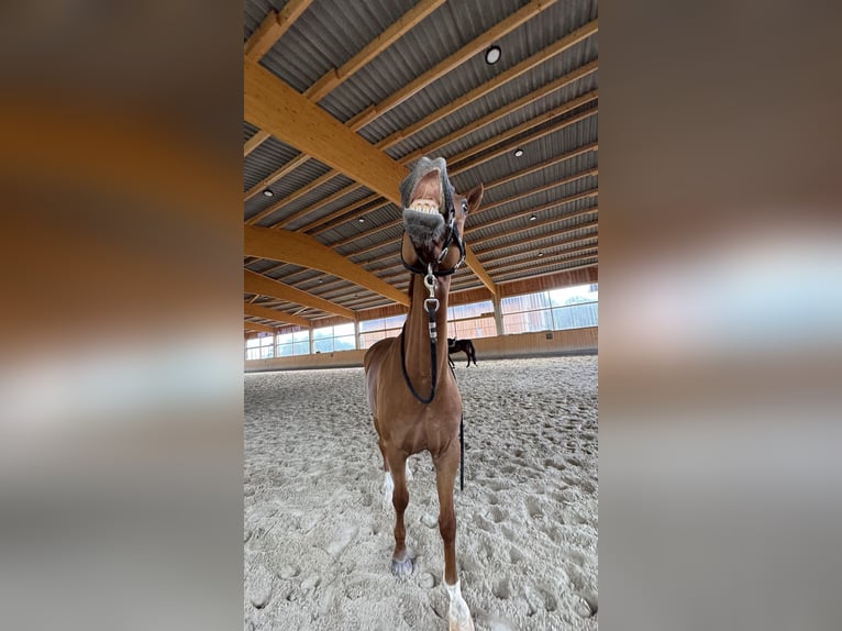 Rhinelander Gelding 13 years 17 hh Chestnut-Red in Neuwied