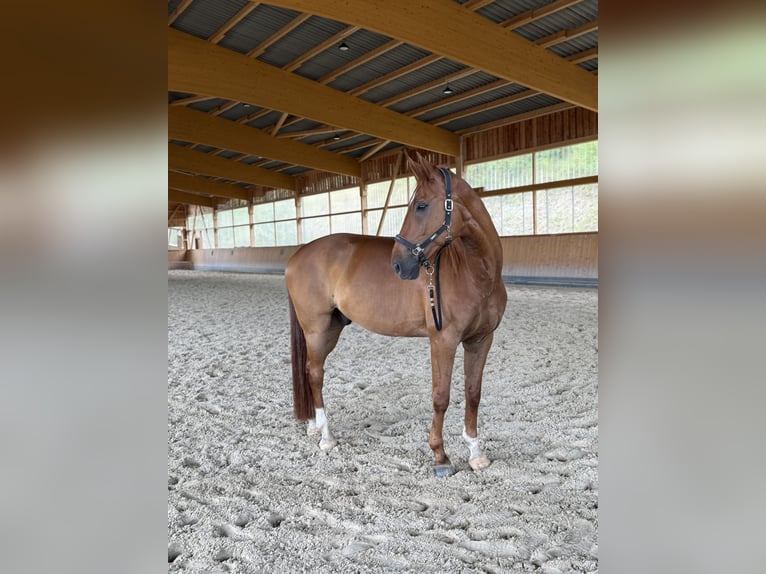 Rhinelander Gelding 13 years 17 hh Chestnut-Red in Neuwied