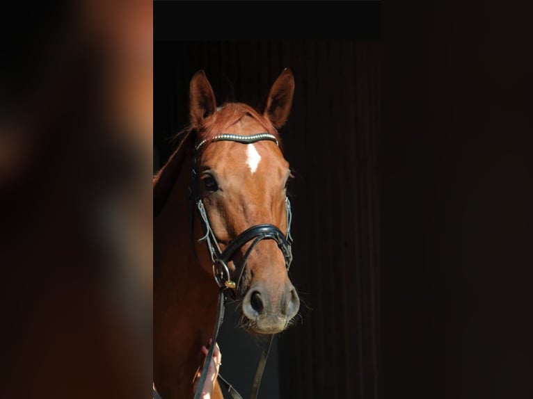 Rhinelander Gelding 13 years 17 hh Chestnut-Red in Neuwied