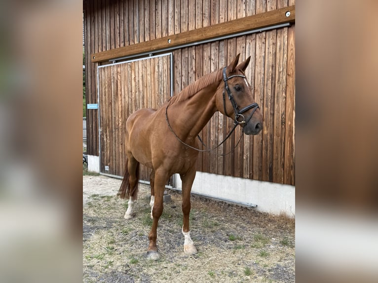 Rhinelander Gelding 13 years 17 hh Chestnut-Red in Neuwied