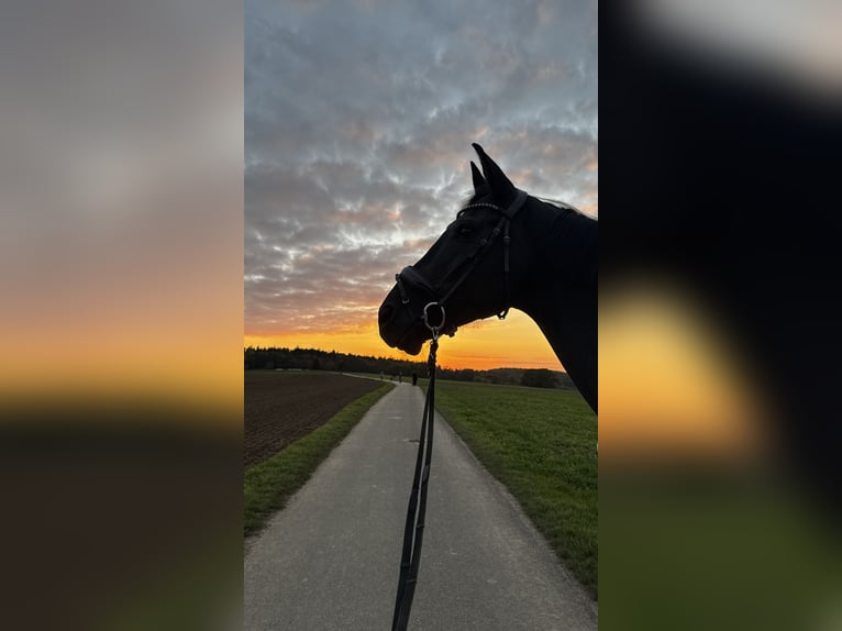 Rhinelander Gelding 13 years 17,2 hh Black in Waldenbuch