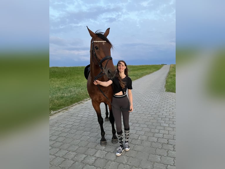 Rhinelander Gelding 13 years 18,1 hh Brown in Cuxhaven