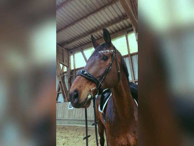 Rhinelander Gelding 13 years 18,1 hh Brown in Cuxhaven