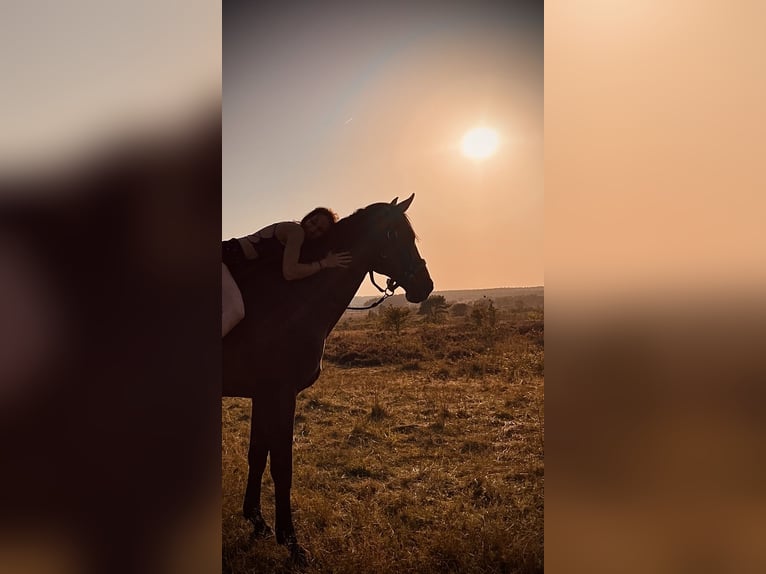 Rhinelander Gelding 13 years 18,1 hh Brown in Cuxhaven