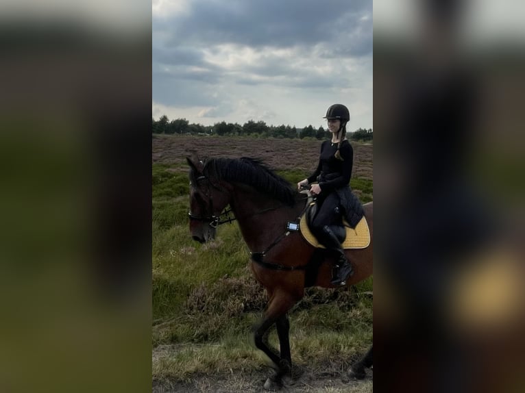 Rhinelander Gelding 13 years 18,1 hh Brown in Cuxhaven